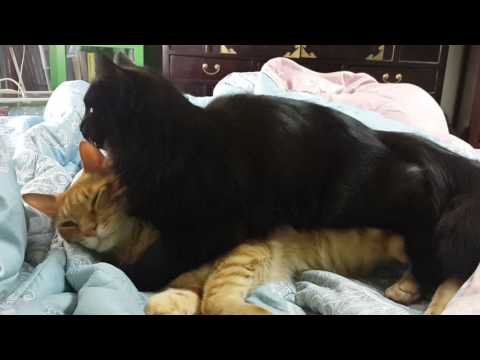 Sunquick n Abu frennamies