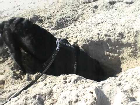 Rossi am Strand an der Nordsee im Mai 2009