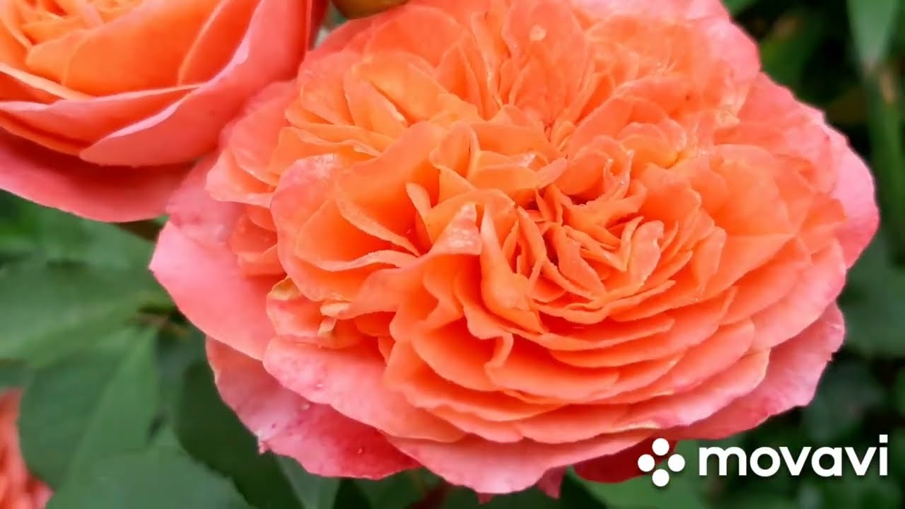 Роза Emilien Guillot,Massad Франция, 1997