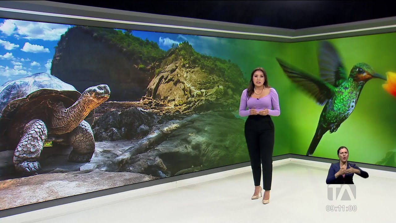 Una universidad del país descubrió 4 especies nuevas de anfibios en Ecuador