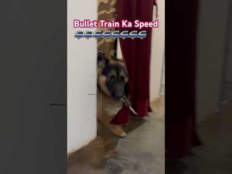 Itna speed aur kisi vi dog ka nehi h . Only German shepherd #speed #bullettrainreview #dog