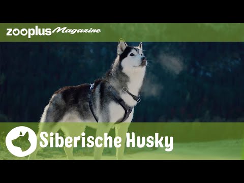 Siberische Husky: voor baasjes met ervaring | zooplus.nl