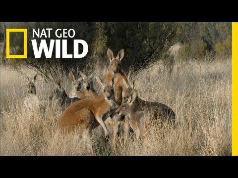 Meet the Kangaroo Mob | Kangaroo Dundee