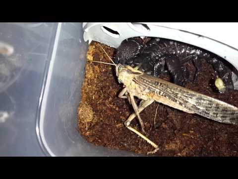 Emperor scorpion vs locust