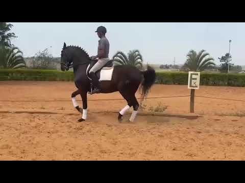 10 yr old 16h black Lusitano gelding schooling 4th- PSG + piaffe passage