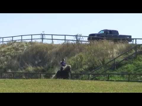 FIZO Kronshof August: Ímir vom Kronshof