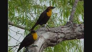 RIC RAC GERRY RAFFERTY COVER