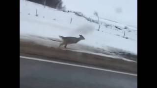 animale saracuta caprioara