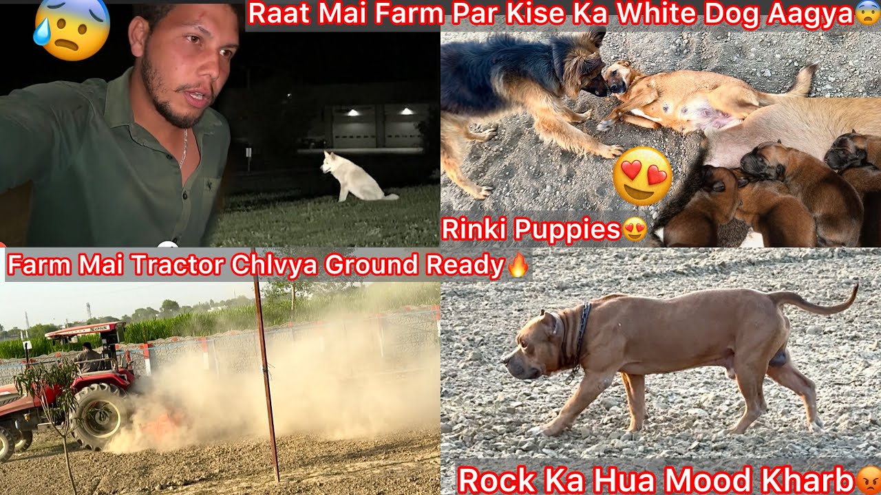 Raat Mai Farm Par Kise Ka Dog Aagya😨|| Rock Ko Phale Bar Etna Gussa Mai Dekha😰|| Rinki K Puppies😍