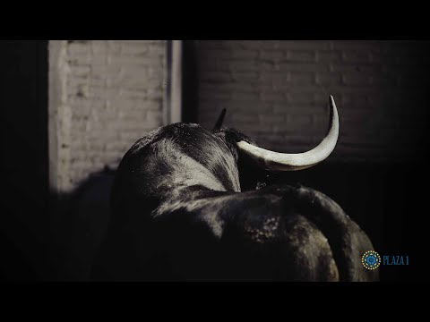 SORTEO | Corrida toros 19 mayo, Victoriano del Río