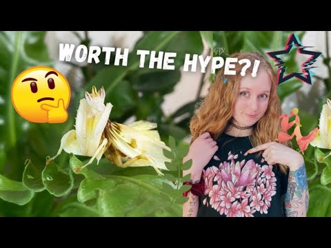 Is the Orchid Mantis Worth the HYPE?! (and where to get them)