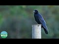 Large billed Crow is Black and Beautiful | Corvus macrorhynchos