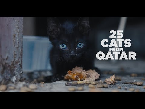 25 CATS FROM QATAR - FULL FRAME TRAILER HQ (2025)