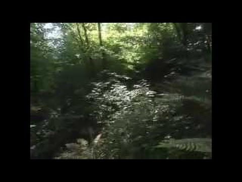 Die Neandertaler - Geschichten aus der Geschichte