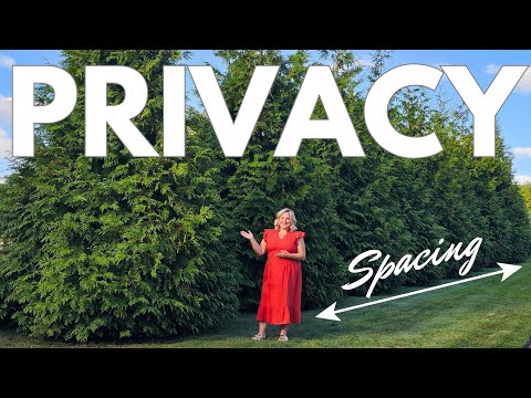 Top 2 Trees for Backyard Privacy. Plant Fast Growing Arborvitae Hedge