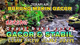 Download lagu Semua jenis burung cepat buka paruh, Terapi air &  burung gacor, Suara hutan alam bebas  mp3