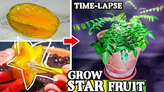 Growing Star Fruit Tree From Seed To Plant (109 Days Time Lapse)