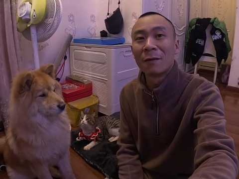 The stray cat that came from a sports car in the freezing cold has adapted very well to life at h...