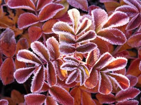 Dragan Krstic - Trazim Malo Srece