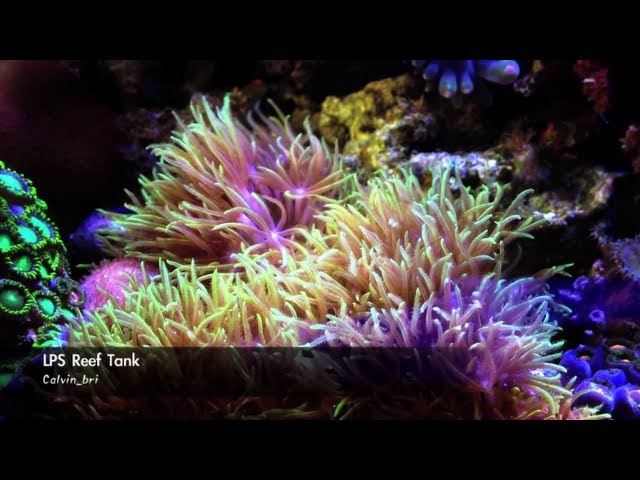 LPS Reef Tank