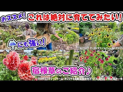 冬にゴシキヒワを庭に呼び寄せるための疥癬の種子を持つ顕花植物