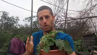 גידול תפוחי אדמה בעציץ