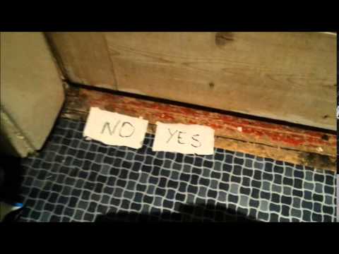 My cat decides which way to vote in the 2014 Scottish Referendum