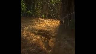 Brothertiger - Jungle Floor (Slowed + Reverb)