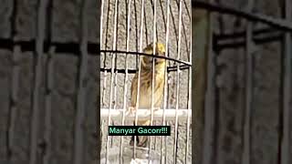 Download lagu Kicau Burung Manyar Pancingan Ampuh Langsung Nyaut.!!! mp3