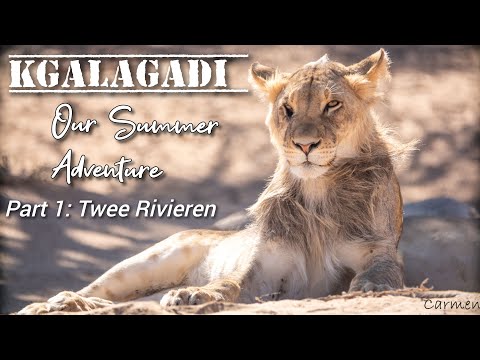 Kgalagadi: Our Summer Adventure - Part 1 Twee Rivieren