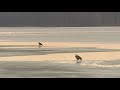 Researchers survey bald eagle night roost at the Milan Bottoms