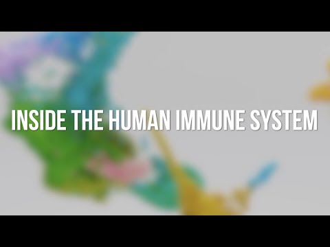 Inside the Human Immune System