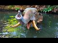 Jungle Cruise Disneyland Boat Ride 2026 4K60 POV
