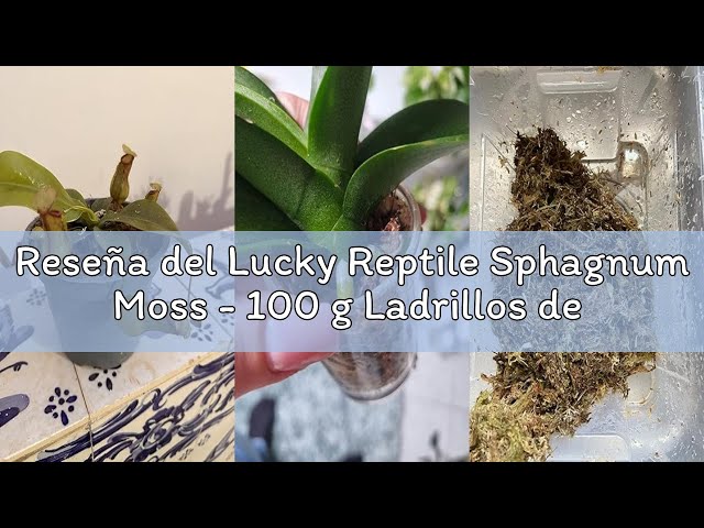 Vídeo relacionado con Zoo Med New Zealand Sphagnum Moss Sustrato de Terrario Natural para Tortugas Terrestres y Reptiles, Musgo Sphagnum, 1.3 L