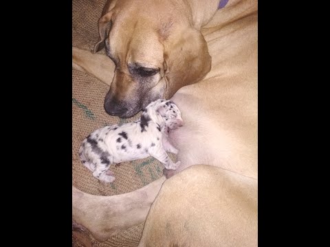 How to assist Whelping great dane peaceful home birth, dog gives birth to 3 puppies time lapse tips