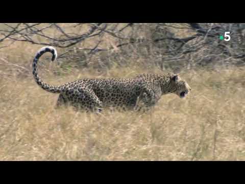 LÉOPARD DOC HD |Journal d'un jeune léopard| TV WILD