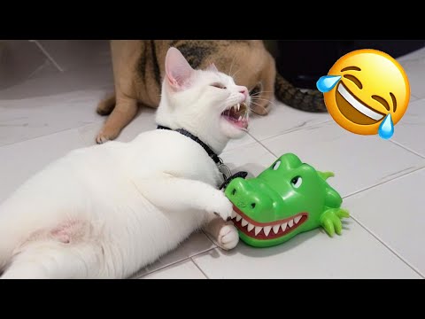 New Funny Animals 2025 😹🐶 Funniest Cats and Dogs Videos 😂 PART 12