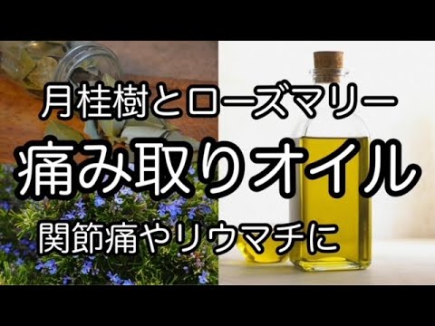 園芸 月桂樹の葉をソースで乾燥させます