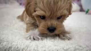 ハーフ犬の動画01
