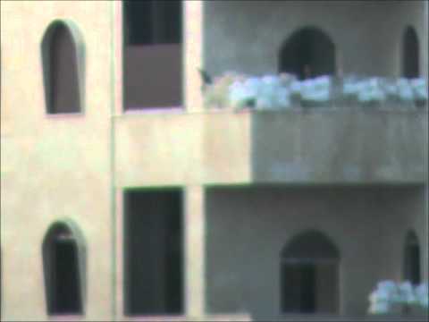 استهداف قناص لقوات النظام في مدينة حماة بواسطة قناصة من قبل كتيبة مغاوير العاصي