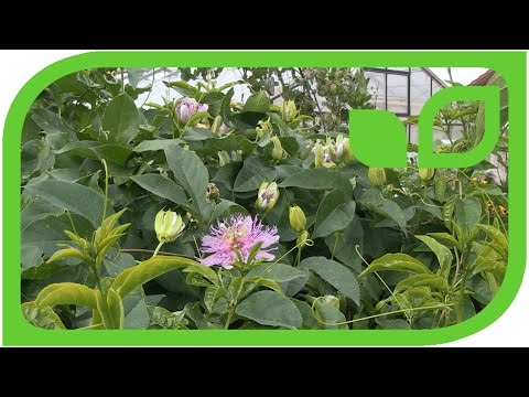 Passion Fruit Eia Popeia