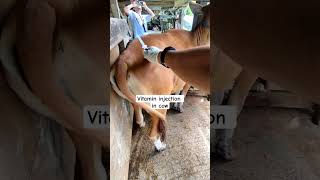 Download lagu Gagal suntik akibat terlalu liar di dekati mp3