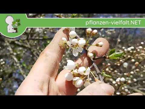 Kirschpflaume - Austrieb - 08.04.18 (Prunus cerasifera) - Baum-/Strauch-Bestimmung