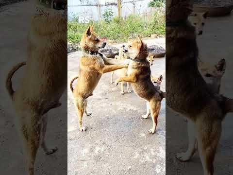 Dogs Fighting   #dog #smarthusky #funny #dogintelligence #pets #funnyhusky #funnydogs #funnyhuskydog