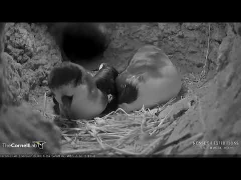 Bermuda Petrels Return To Cahow Cam! – Nov. 14, 2017