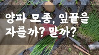 양파 모종 심을 때, 잎끝을 자를까? 말까?  / 정식 후 물은 심할 정도로 충분히 주세요 