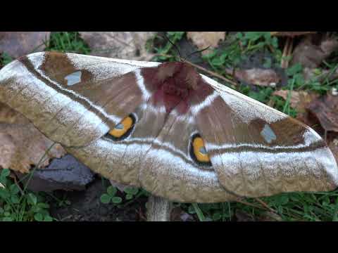 African Cabbage Tree Emperor (Bunaea alcinoe) Saturniidae 4K HD No commentary