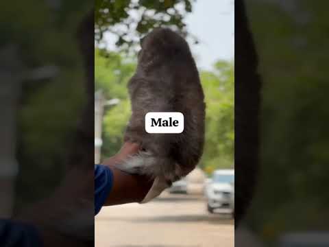 TOP COMBINATION NEWFOUNDLAND MALE#puppy #dog #pet Animals#goldenretriever #dogbreed #germanshepherd