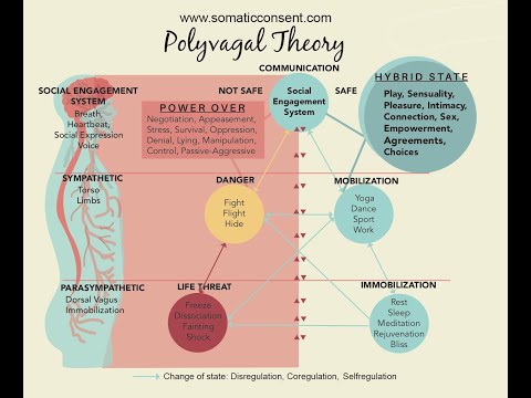Polyvagal Theory explained. This will change your life forever.