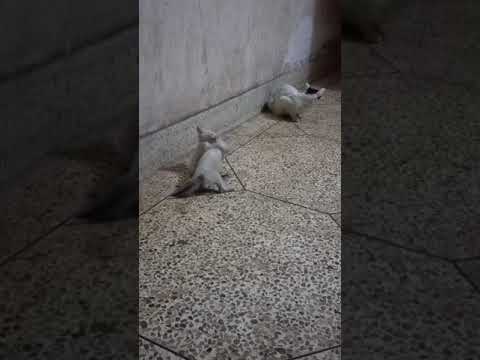 Ata hosse ma.kivabe chana gulike choke,choke rake.(Biral chana)